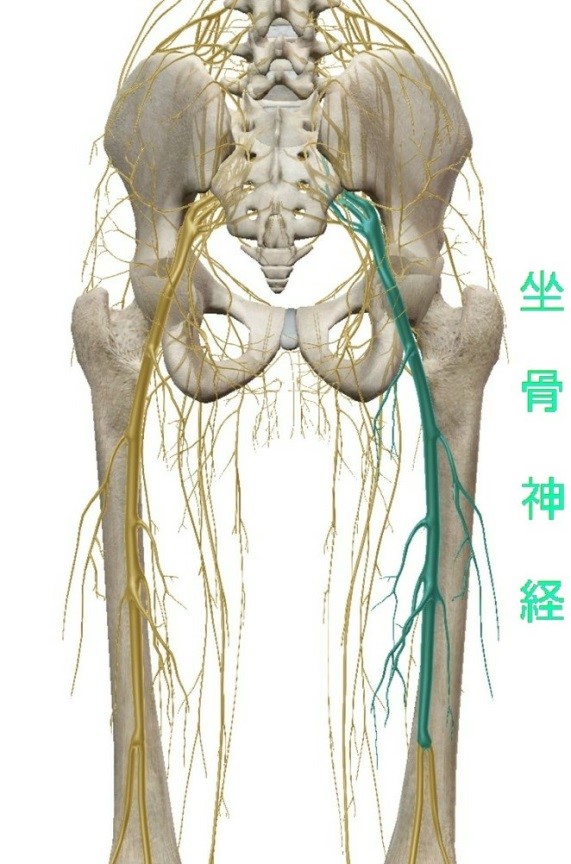 坐骨神経
